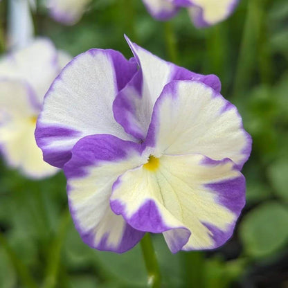 Rebecca Seeds - Heirloom Flower Plant for Home Gardens