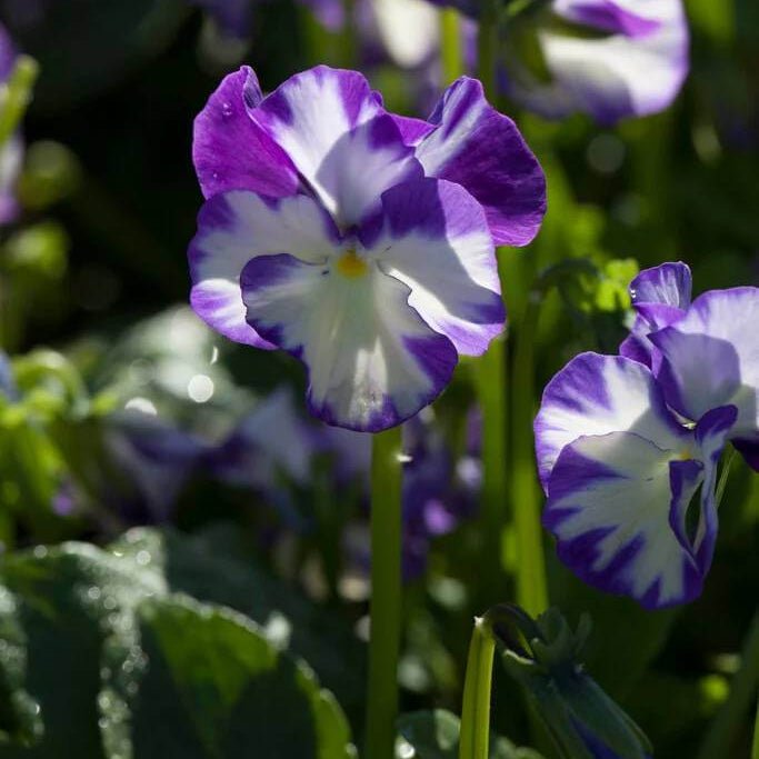 Rebecca Seeds - Heirloom Flower Plant for Home Gardens