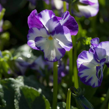 Rebecca Seeds - Heirloom Flower Plant for Home Gardens