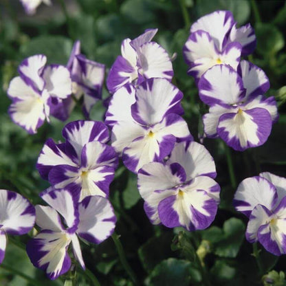 Rebecca Seeds - Heirloom Flower Plant for Home Gardens