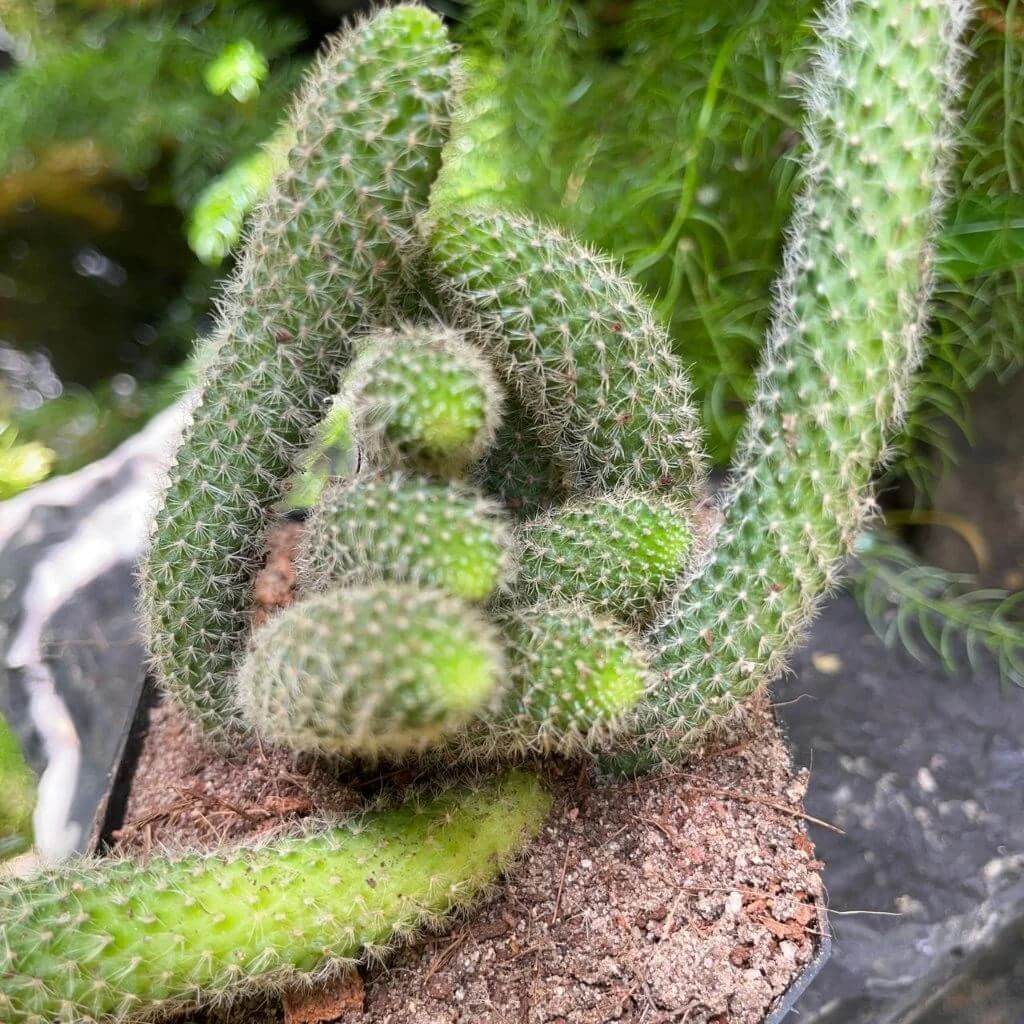 Rebutia Seeds - Cactus Plant Seeds for Home Gardens