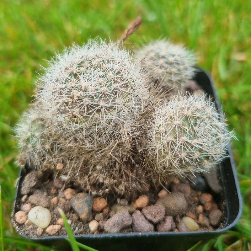 Rebutia Seeds - Cactus Plant Seeds for Home Gardens