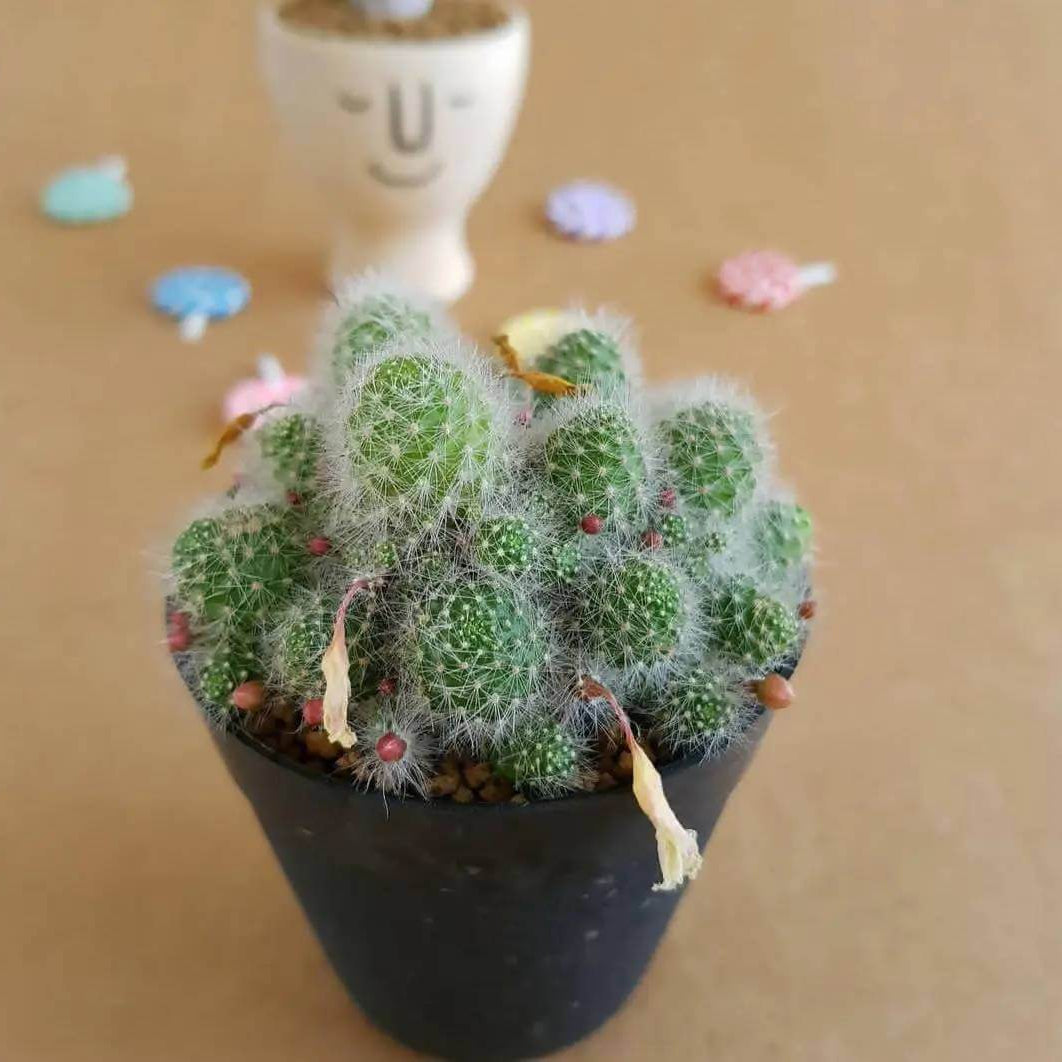Rebutia Seeds - Cactus Plant Seeds for Home Gardens
