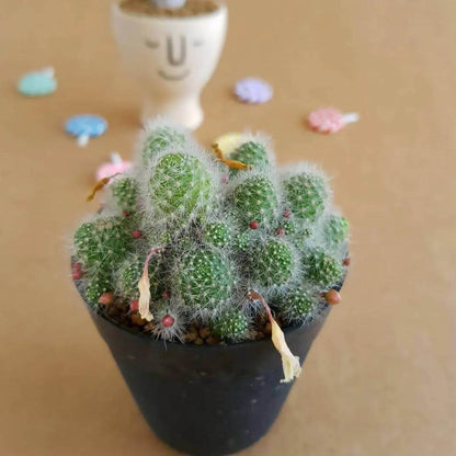 Rebutia Seeds - Cactus Plant Seeds for Home Gardens