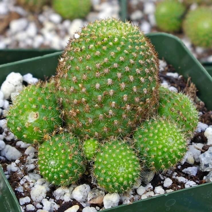 Rebutia Seeds - Cactus Plant Seeds for Home Gardens