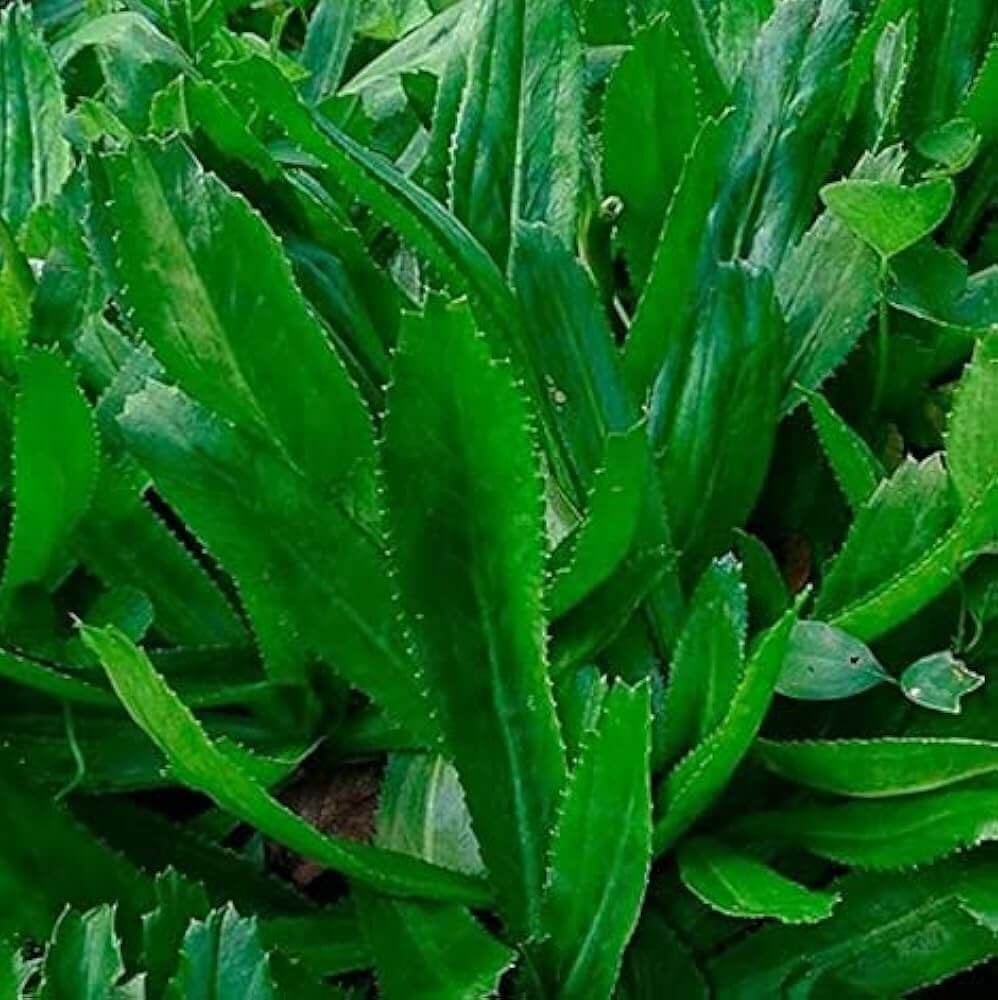 Recao Culantro Seeds