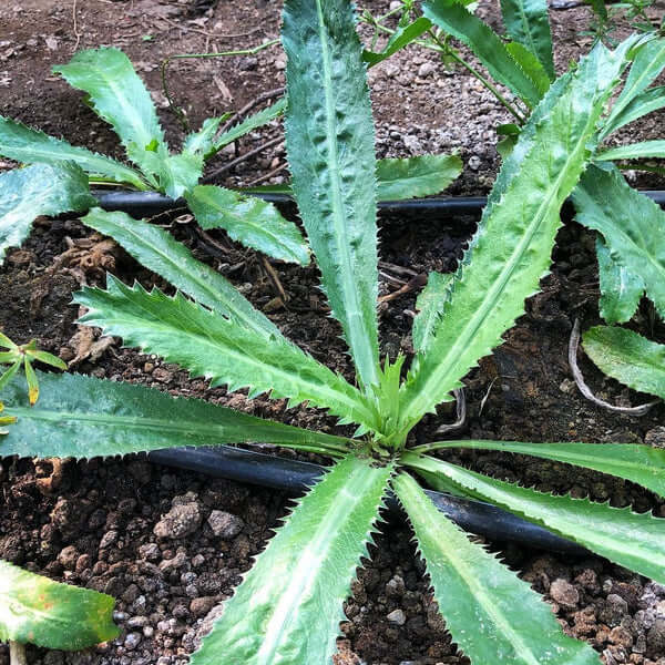 Recao Seeds