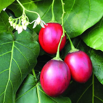 Red-Fleshed Tamarillo Seeds - Fruit Plant for Home Gardens 