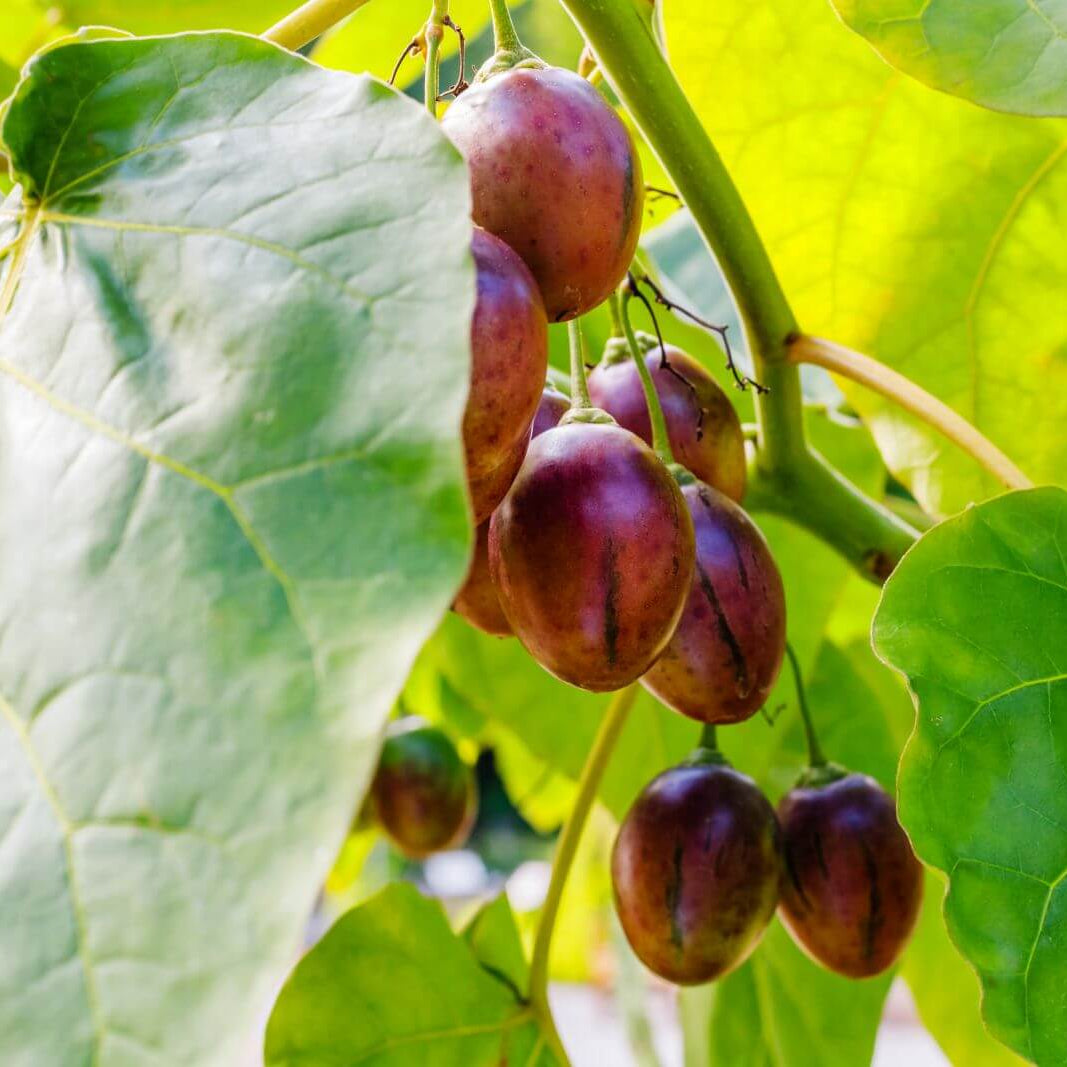 Red-Fleshed Tamarillo Seeds - Fruit Plant for Home Gardens 