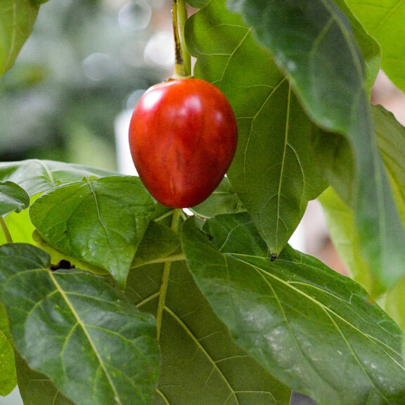 Red-Fleshed Tamarillo Seeds - Fruit Plant for Home Gardens 