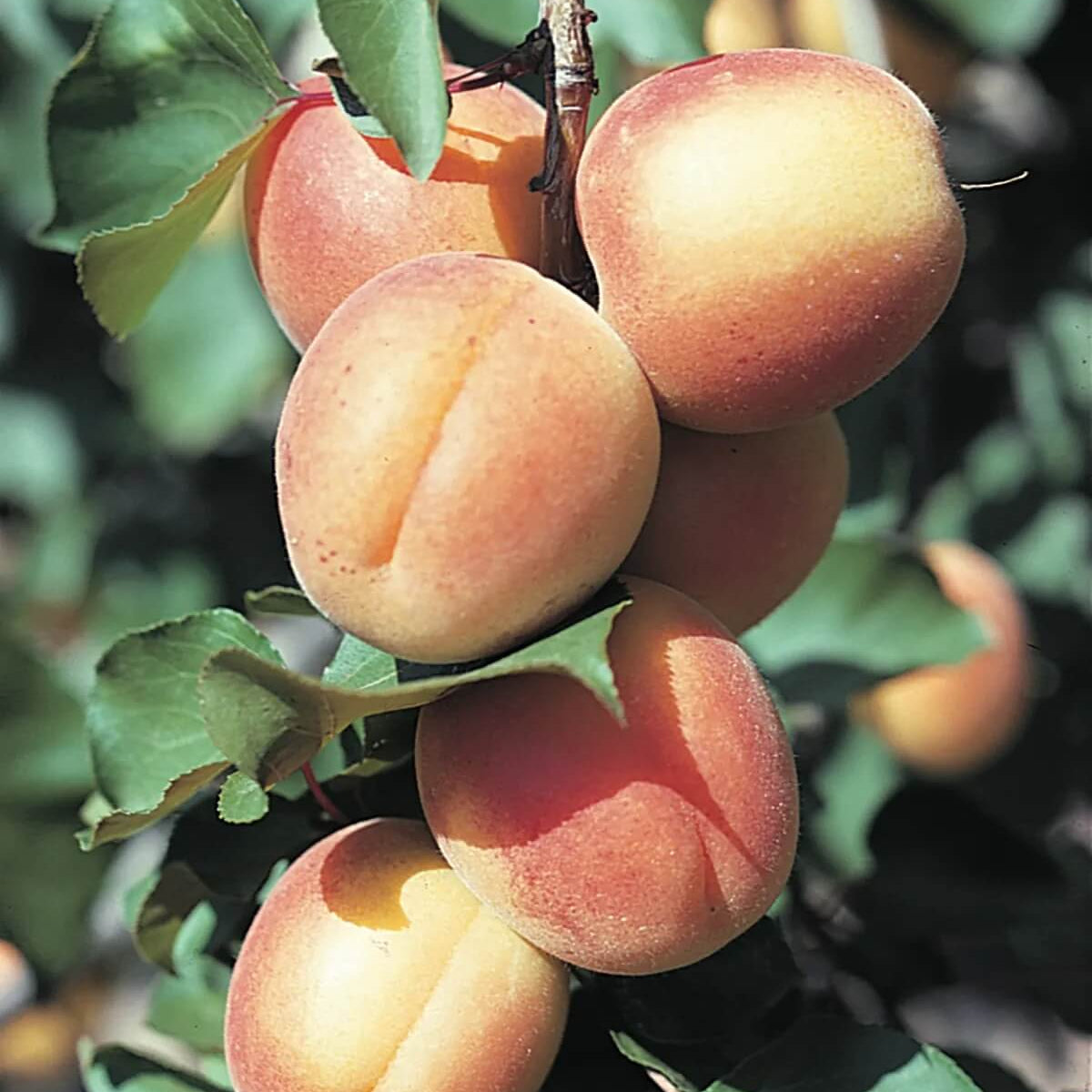 Red-Orange Apricot Seeds - Fruit Plant for Home Gardens