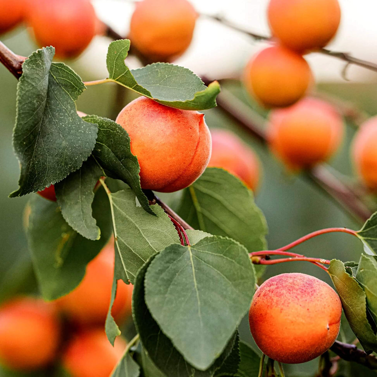 Red-Orange Apricot Seeds - Fruit Plant for Home Gardens