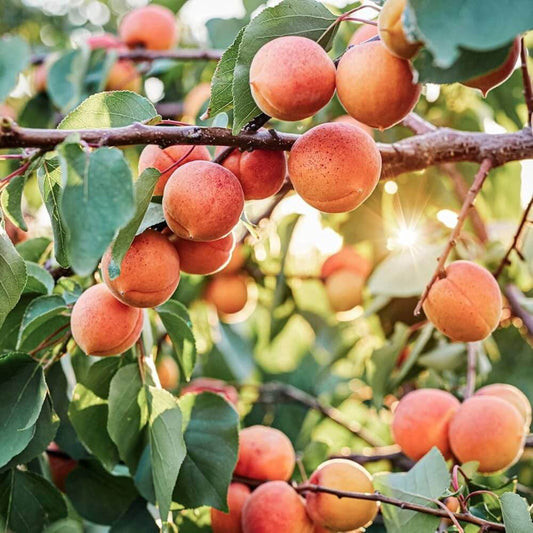 Red-Orange Apricot Seeds - Fruit Plant for Home Gardens