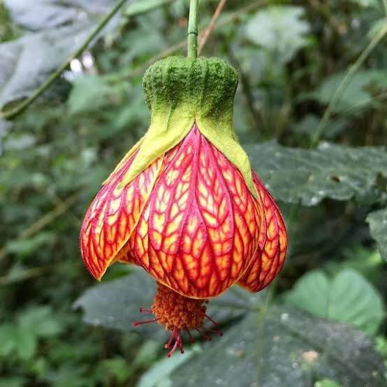 Red Abutilon pictum Seeds