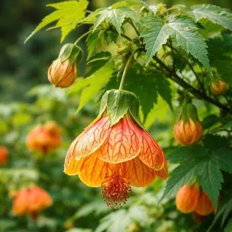Red Abutilon pictum Seeds