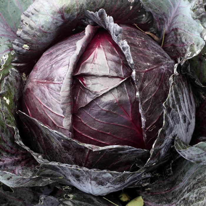 Red Acre cabbage seeds - Vegetable Plant
