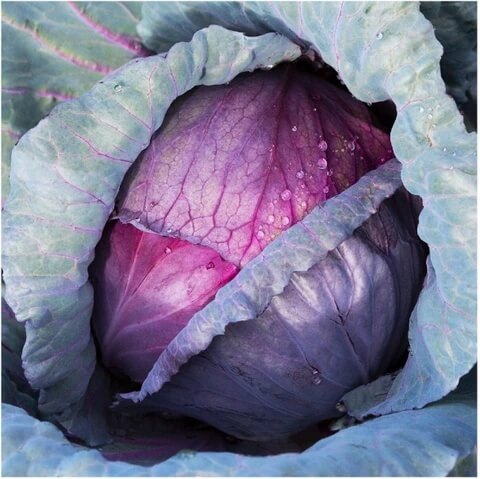 Red Acre cabbage seeds - Vegetable Plant