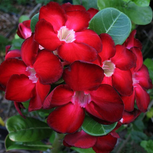 Red Adenium Obesum Seeds - Flower Plant