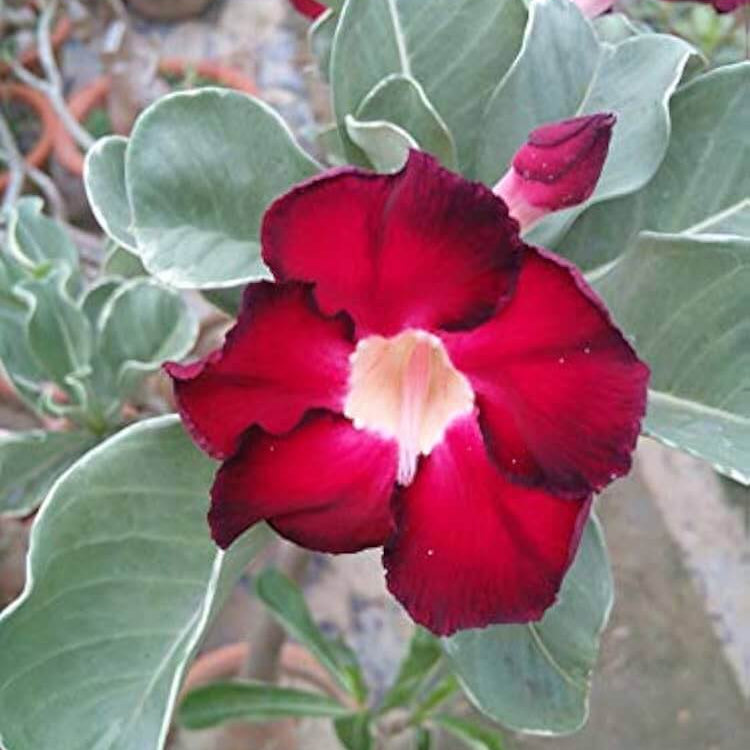Red Adenium Obesum Seeds - Flower Plant