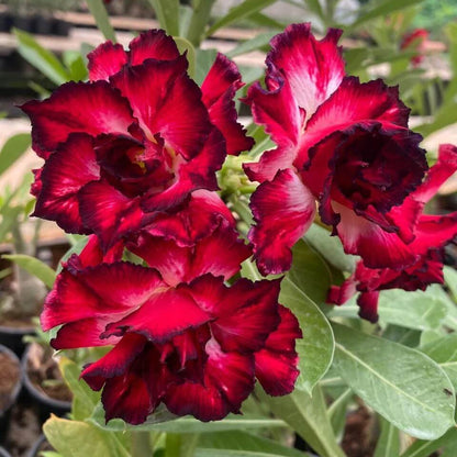 Red Adenium Obesum Seeds - Flower Plant
