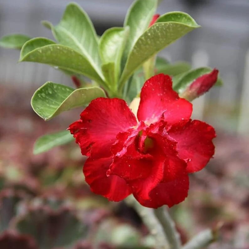 Red Adenium Obesum Seeds - Flower Plant