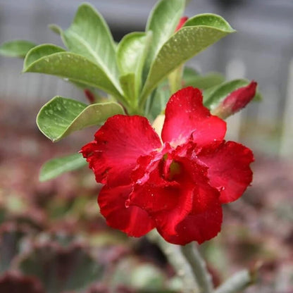 Red Adenium Obesum Seeds - Flower Plant