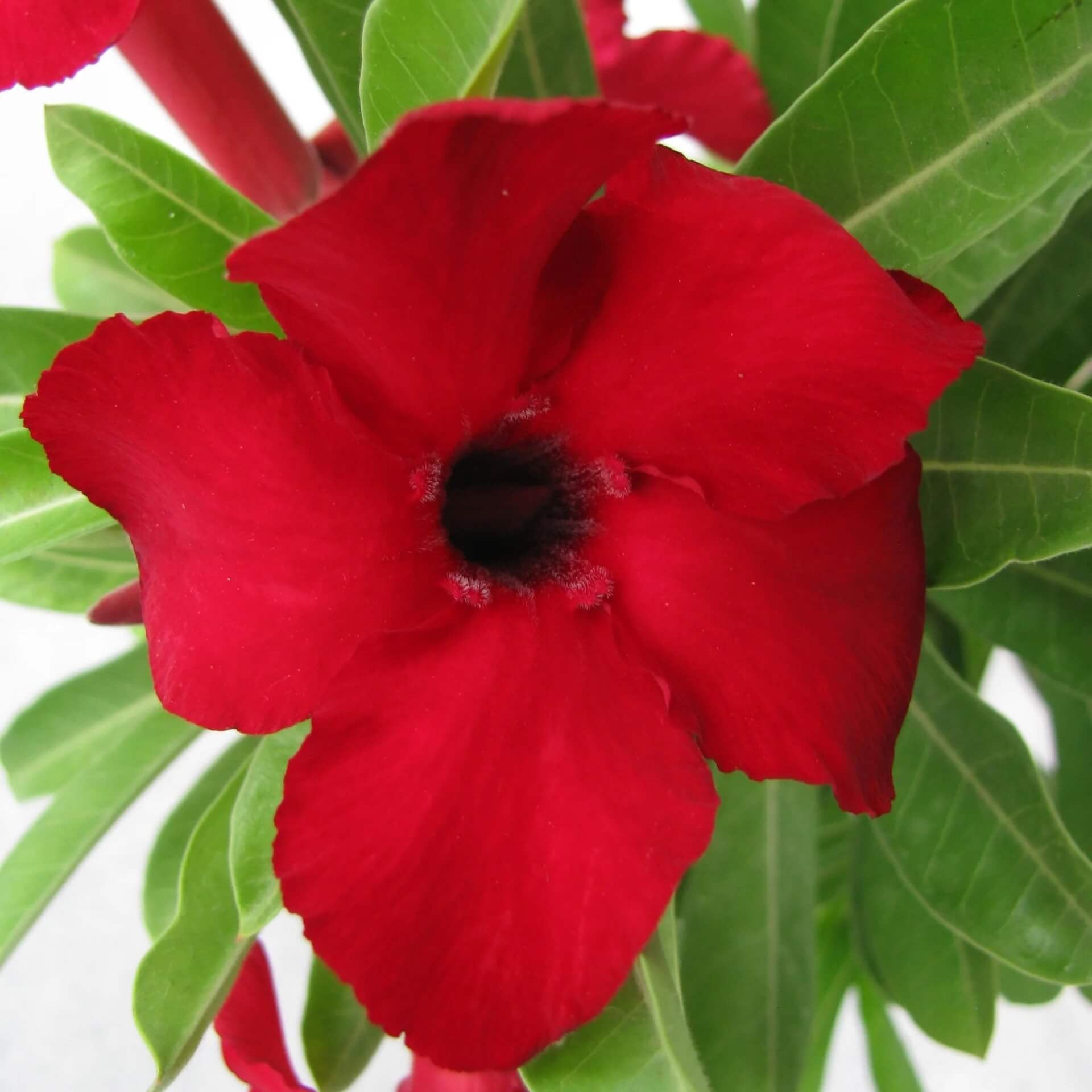 Red Adenium Obesum Seeds - Flower Plant