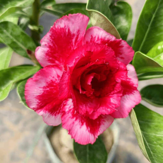 Red Adenium Seeds - Heirloom Flower Plant for Home Gardens