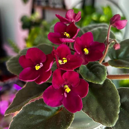 Red African Violet Seeds - Flower Plant