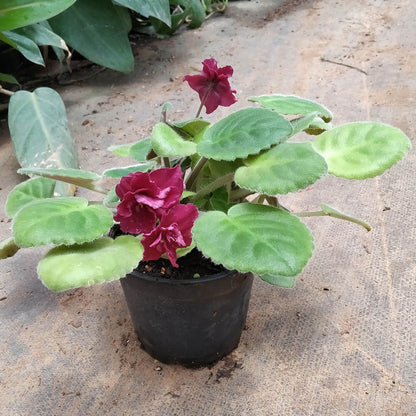 Red African Violet Seeds - Flower Plant