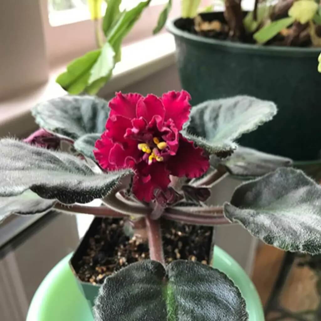 Red African Violet Seeds - Flower Plant
