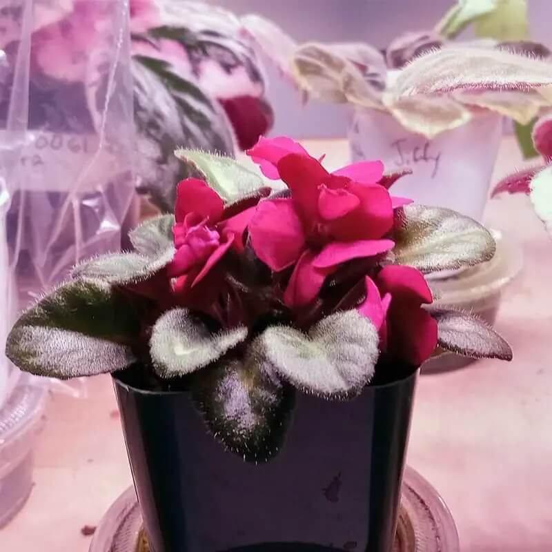 Red African Violet Seeds - Flower Plant