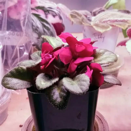 Red African Violet Seeds - Flower Plant