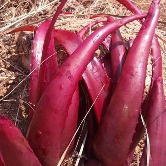 Red Aloe Vera Seeds - Ornamental Plant for Home Gardens