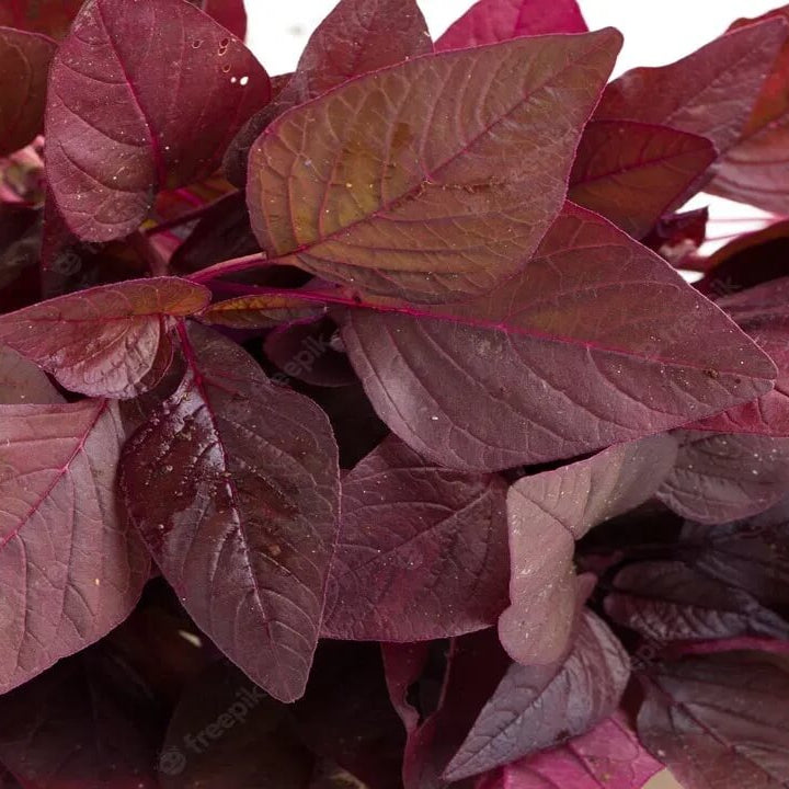  Red Amaranth Seeds 
