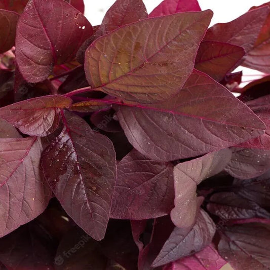  Red Amaranth Seeds 