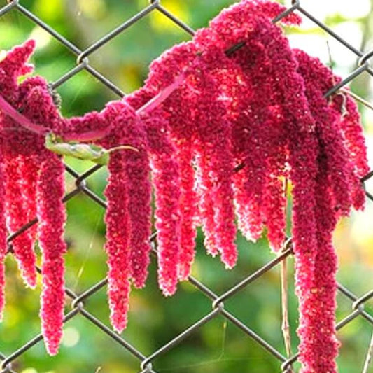 Red Amaranth Seeds - Flower Plant