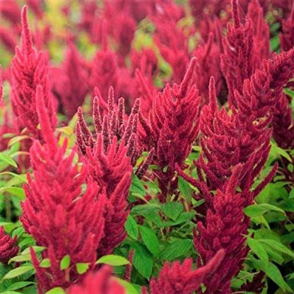 Red Amaranth Seeds - Flower Plant