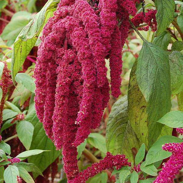 Red Amaranth Seeds - Flower Plant
