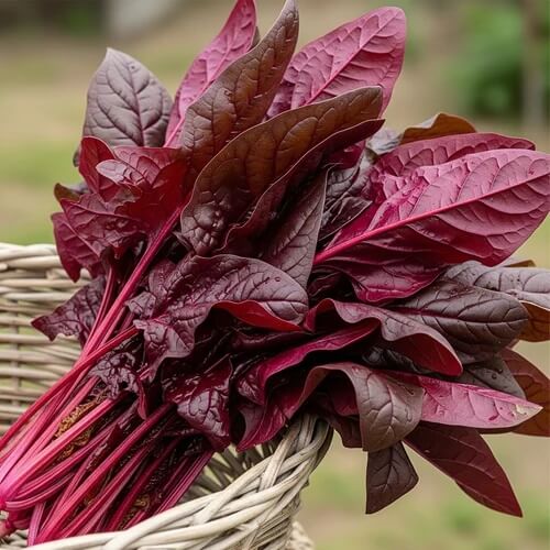  Red Amaranth Seeds 