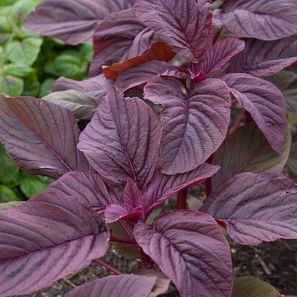  Red Amaranth Seeds 