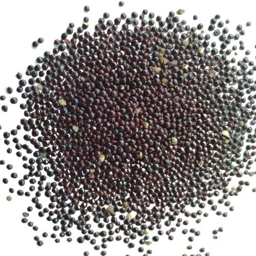  Red Amaranth Seeds 
