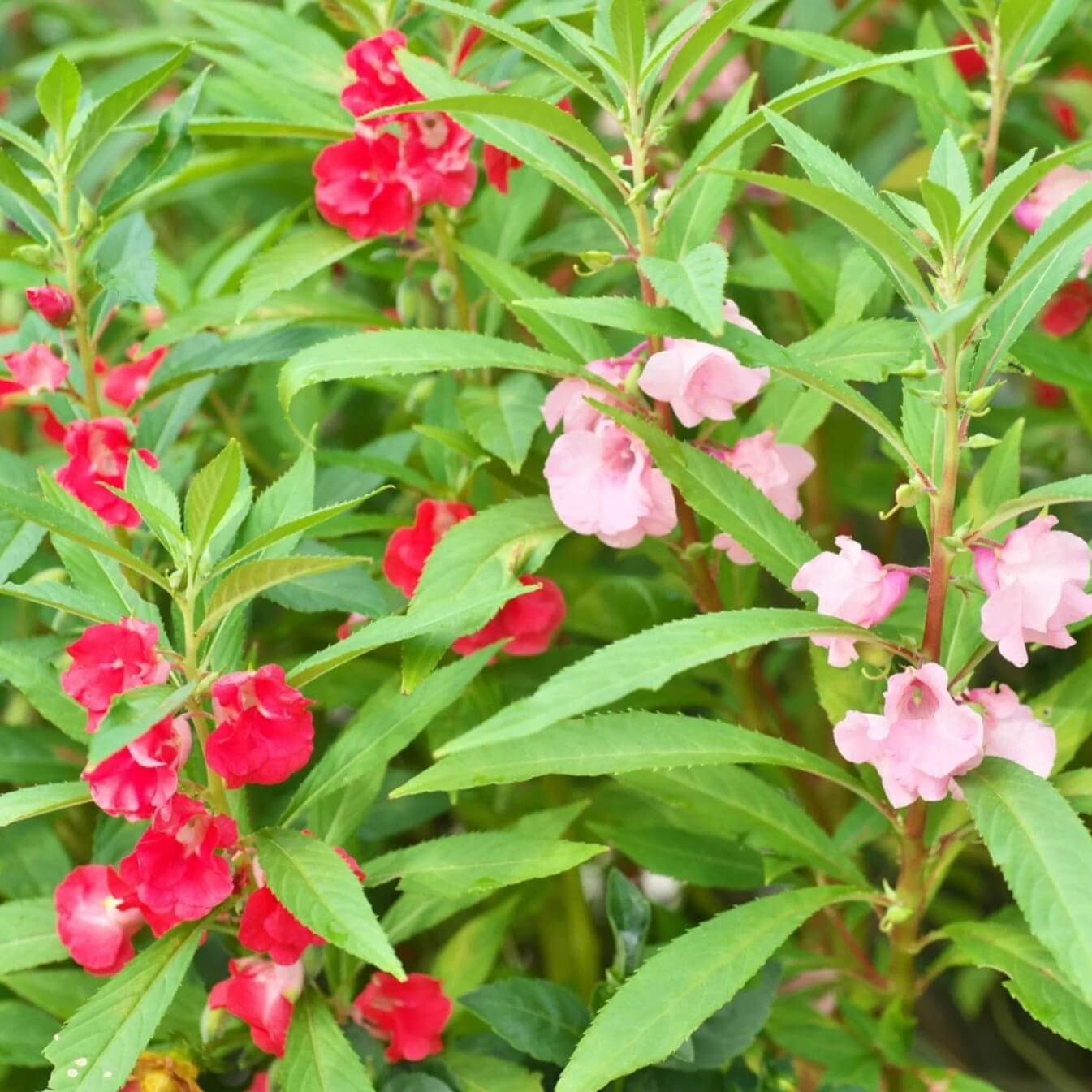 Red Balsamine Seeds