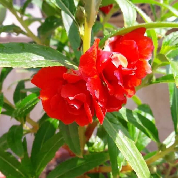 Red Balsamine Seeds