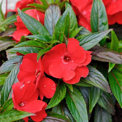 Red Balsamine Seeds