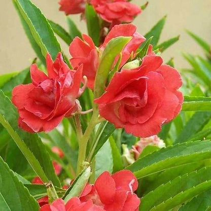 Red Balsamine Seeds