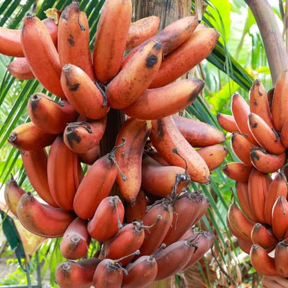 Red Banana Seeds 