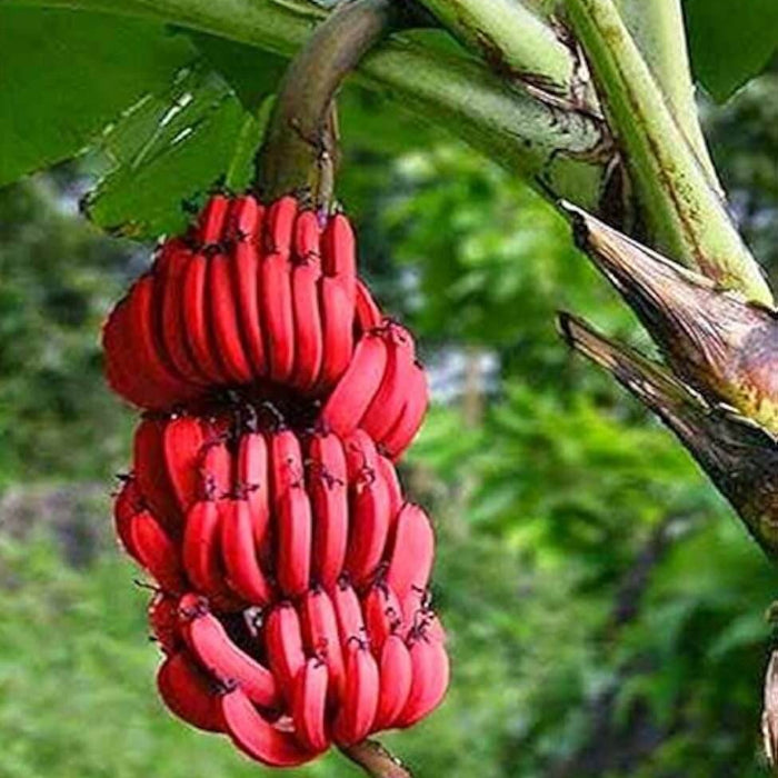 Red Banana Seeds -Fruit Plant