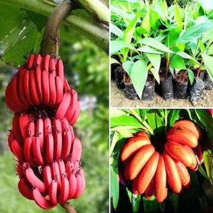 Red Banana Seeds -Fruit Plant