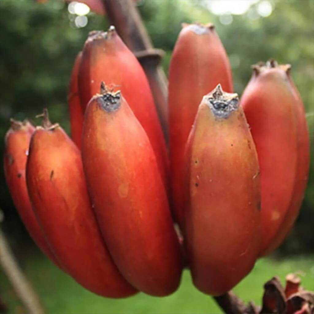 Red Banana Seeds 